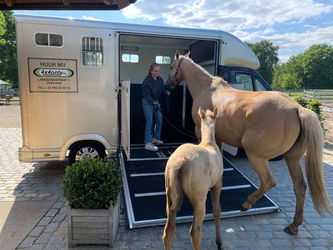 Peugeot Boxer huur transport 2 paarden klein rijbewijs B 150€